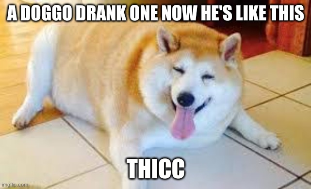 Thicc Doggo | A DOGGO DRANK ONE NOW HE'S LIKE THIS THICC | image tagged in thicc doggo | made w/ Imgflip meme maker