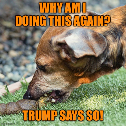 Eat shit | WHY AM I DOING THIS AGAIN? TRUMP SAYS SO! | image tagged in eat shit | made w/ Imgflip meme maker