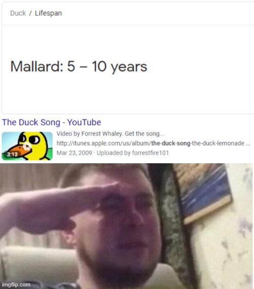 image tagged in crying salute,duck,the duck song,salute,internet,youtube | made w/ Imgflip meme maker