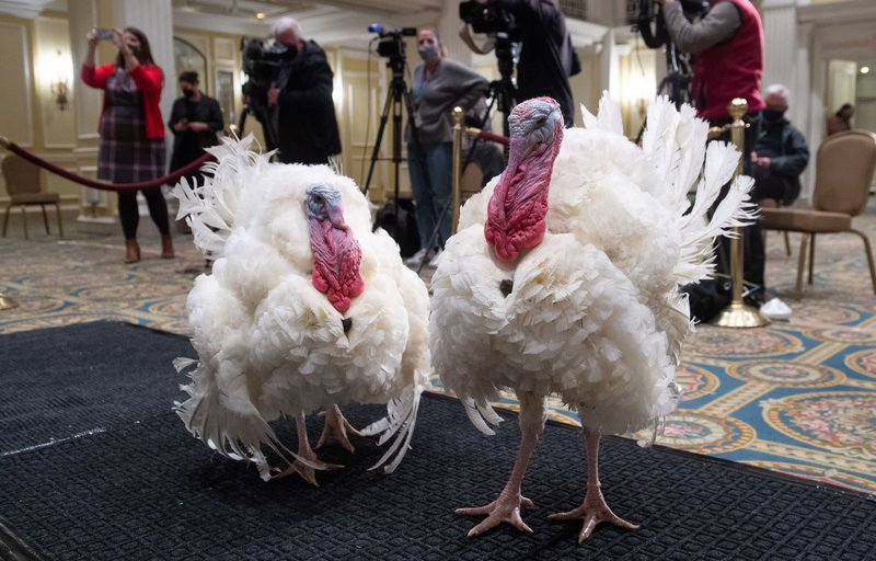 High Quality Turkey Pardon Blank Meme Template