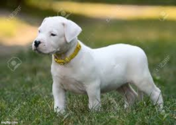 cute dogo argentino | image tagged in cute dogo argentino | made w/ Imgflip meme maker