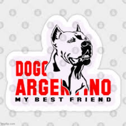 My best friend | image tagged in my best friend | made w/ Imgflip meme maker