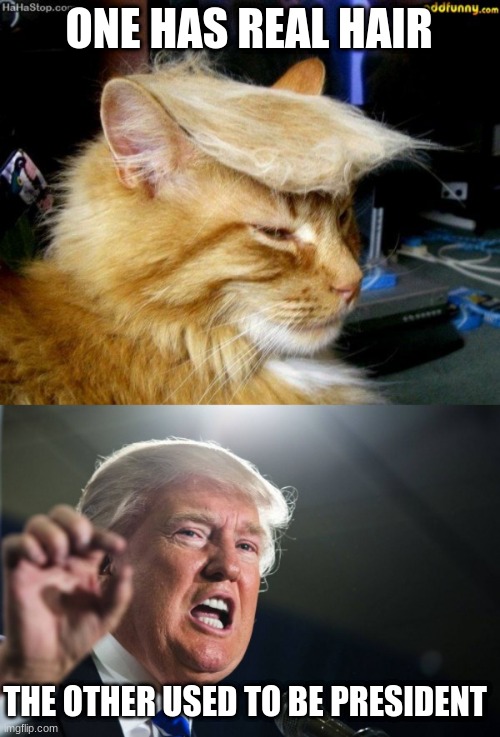 The Truth | ONE HAS REAL HAIR; THE OTHER USED TO BE PRESIDENT | image tagged in donald trump cat,donald trump | made w/ Imgflip meme maker