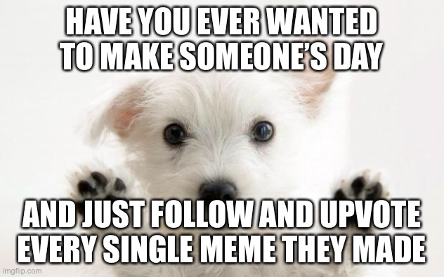 Upvote every meme you see and then start following them | HAVE YOU EVER WANTED TO MAKE SOMEONE’S DAY; AND JUST FOLLOW AND UPVOTE EVERY SINGLE MEME THEY MADE | image tagged in cute dog | made w/ Imgflip meme maker