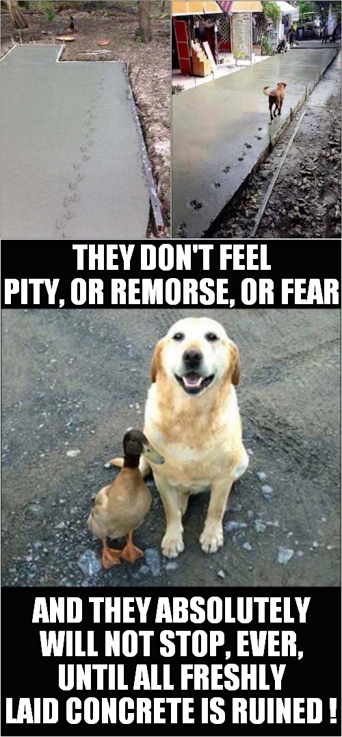 A Dastardly Duo | THEY DON'T FEEL PITY, OR REMORSE, OR FEAR; AND THEY ABSOLUTELY WILL NOT STOP, EVER, UNTIL ALL FRESHLY LAID CONCRETE IS RUINED ! | image tagged in duck,dog,concrete,frontpage | made w/ Imgflip meme maker