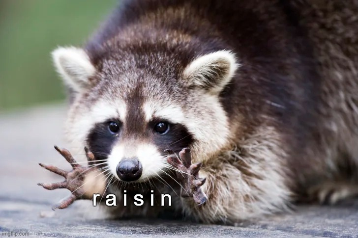 reject monke. embrace raisin. | r a i s i n | image tagged in monke,raisin,raccoon | made w/ Imgflip meme maker