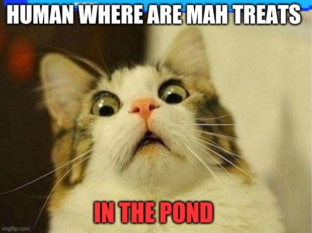 Scared Cat Meme | HUMAN WHERE ARE MAH TREATS; IN THE POND | image tagged in memes,scared cat | made w/ Imgflip meme maker