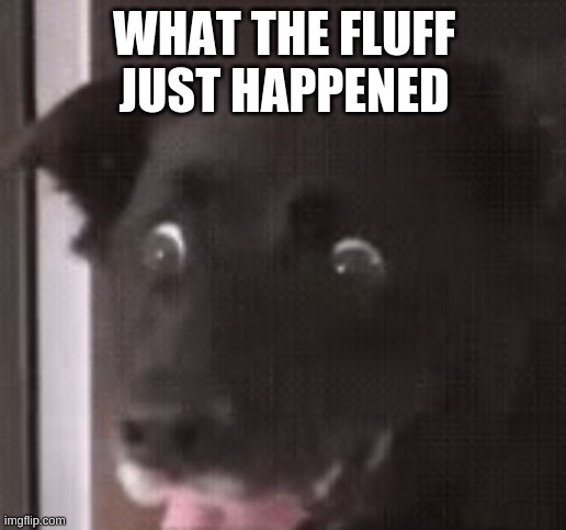 Disturbed dog | WHAT THE FLUFF JUST HAPPENED | image tagged in wut,wtf,what the fluff,dog | made w/ Imgflip meme maker