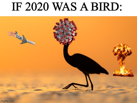 If 2020 was a bird: | IF 2020 WAS A BIRD: | image tagged in blank white template | made w/ Imgflip meme maker
