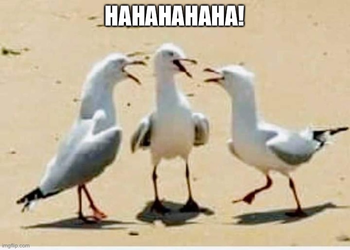 Laughing Birds | HAHAHAHAHA! | image tagged in laughing birds | made w/ Imgflip meme maker