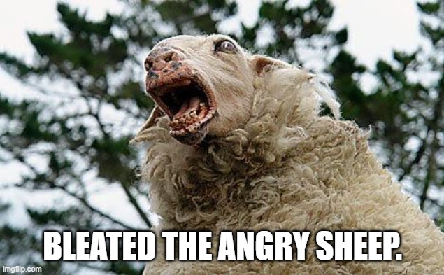 Mad Sheep | BLEATED THE ANGRY SHEEP. | image tagged in mad sheep | made w/ Imgflip meme maker