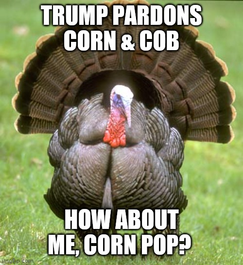 Turkey |  TRUMP PARDONS CORN & COB; HOW ABOUT ME, CORN POP? | image tagged in memes,turkey | made w/ Imgflip meme maker