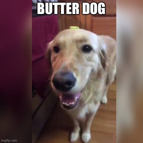 Meme | BUTTER DOG | image tagged in memes | made w/ Imgflip meme maker