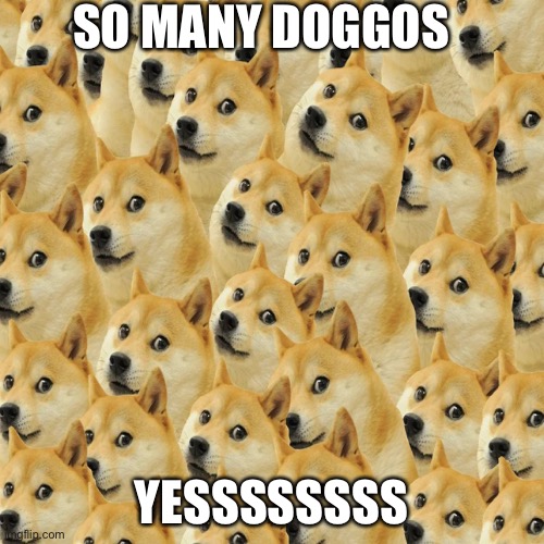 Dogos | SO MANY DOGGOS; YESSSSSSSS | image tagged in memes | made w/ Imgflip meme maker