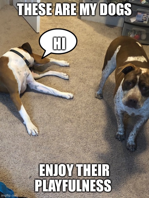 These are my dogs | THESE ARE MY DOGS; HI; ENJOY THEIR PLAYFULNESS | image tagged in dogs | made w/ Imgflip meme maker