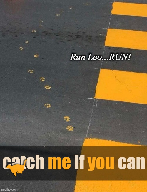 The Trail of Evidence | Run Leo...RUN! | image tagged in funny memes,funny cat memes,funny,cats,funny cats | made w/ Imgflip meme maker