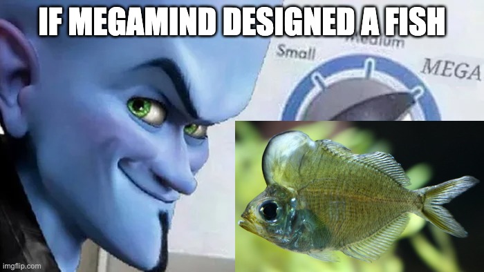 If Megamind designed a fish | IF MEGAMIND DESIGNED A FISH | image tagged in fish | made w/ Imgflip meme maker