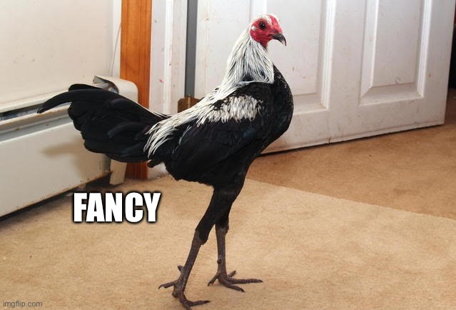 Fancy Chicken | FANCY | image tagged in fancy chicken | made w/ Imgflip meme maker