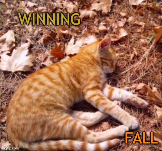 Mission Autumn accomplished | WINNING; FALL | image tagged in cats,cute,sleeping,fall | made w/ Imgflip meme maker