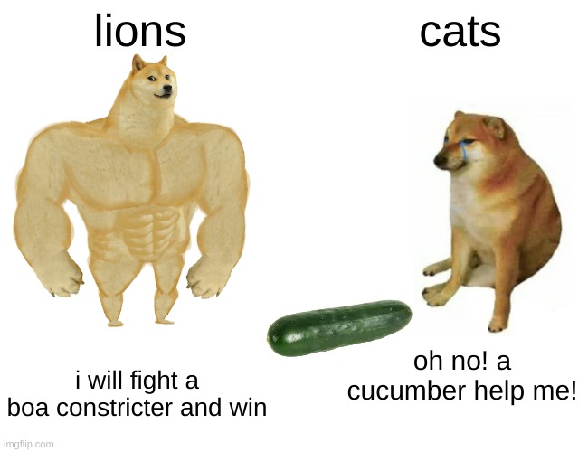 Buff Doge vs. Cheems | lions; cats; i will fight a boa constricter and win; oh no! a cucumber help me! | image tagged in memes,buff doge vs cheems,cats | made w/ Imgflip meme maker