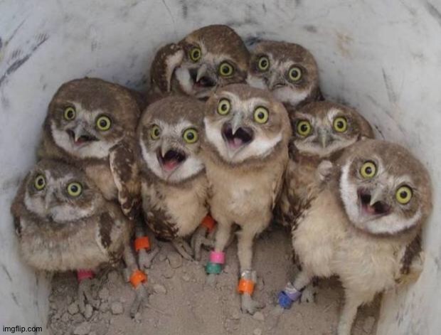 Excited Owls | image tagged in excited owls | made w/ Imgflip meme maker