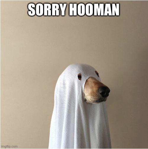 Ghost Doge | SORRY HOOMAN | image tagged in ghost doge | made w/ Imgflip meme maker