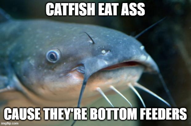 Catfish Sex | CATFISH EAT ASS; CAUSE THEY'RE BOTTOM FEEDERS | image tagged in catfish catfish | made w/ Imgflip meme maker