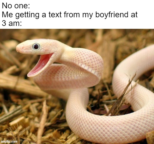 Always Happy To Hear From Him | No one:
Me getting a text from my boyfriend at
3 am: | image tagged in snek,wholesome,i love you,happiness noise,snake,cute | made w/ Imgflip meme maker