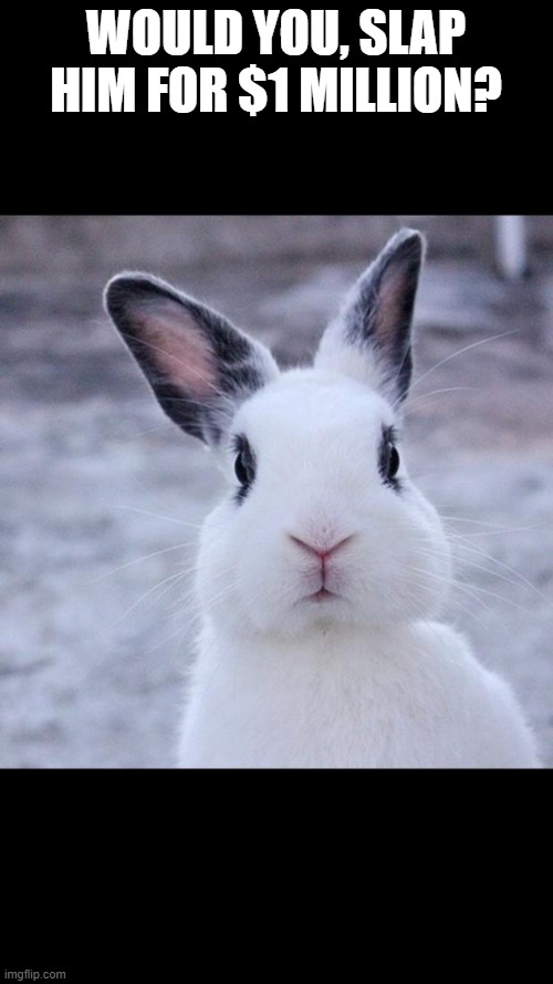 Rabbit | WOULD YOU, SLAP HIM FOR $1 MILLION? | image tagged in rabbit | made w/ Imgflip meme maker