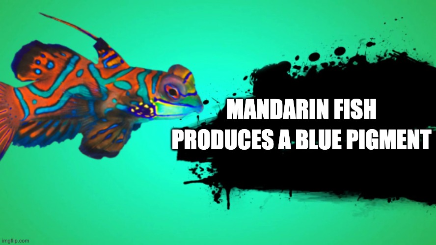 I N T E R E S T I N G | MANDARIN FISH; PRODUCES A BLUE PIGMENT | image tagged in fish,super smash bros | made w/ Imgflip meme maker