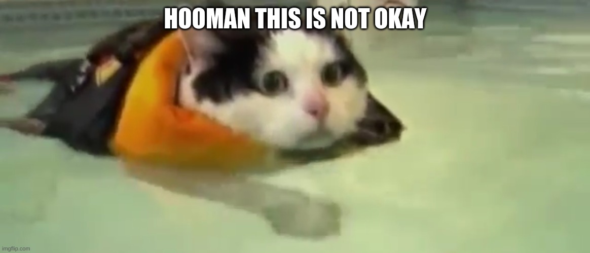 The cat is fine I think | HOOMAN THIS IS NOT OKAY | image tagged in cats,water,memes,funny cat memes | made w/ Imgflip meme maker