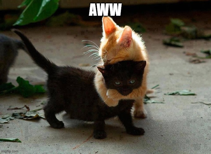 kitten hug | AWW | image tagged in kitten hug | made w/ Imgflip meme maker