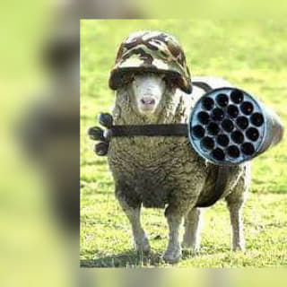 military sheep Blank Meme Template