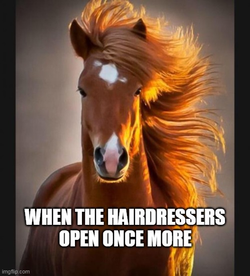 Post lockdown hair | WHEN THE HAIRDRESSERS OPEN ONCE MORE | image tagged in horse,memes,hairdresser | made w/ Imgflip meme maker