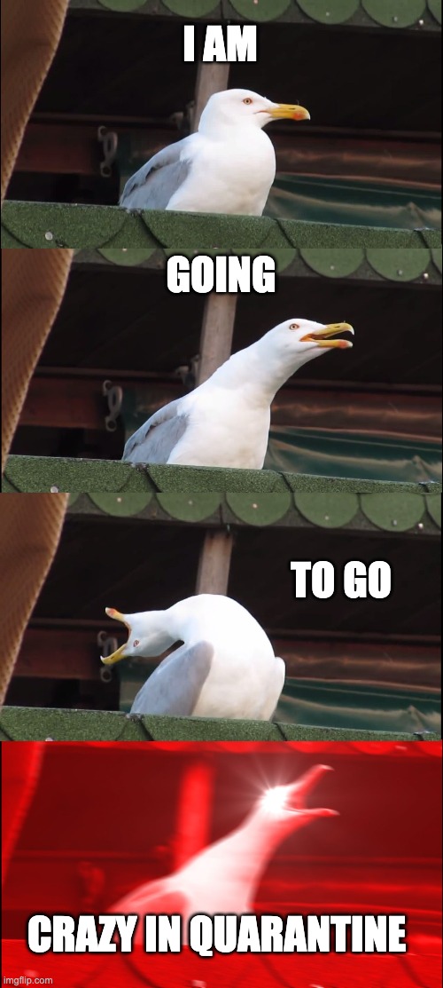 Inhaling Seagull | I AM; GOING; TO GO; CRAZY IN QUARANTINE | image tagged in memes,inhaling seagull | made w/ Imgflip meme maker