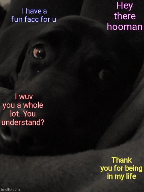 Boop da floof | Hey there hooman; I have a fun facc for u; I wuv you a whole lot. You understand? Thank you for being in my life | image tagged in picture of my dog cuz why not amd you can't stop me mwahaha | made w/ Imgflip meme maker