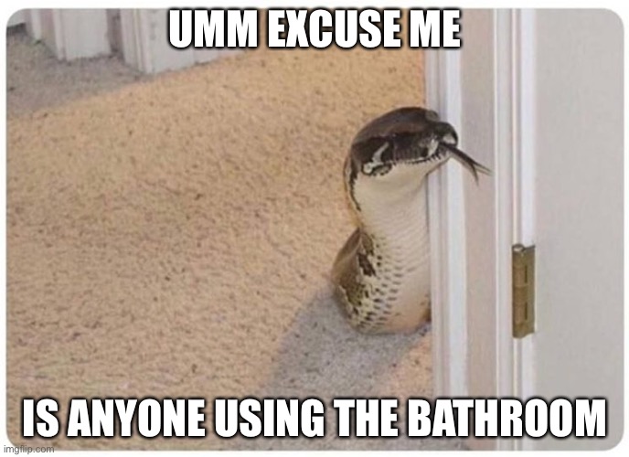 Snake peeking around corner | UMM EXCUSE ME; IS ANYONE USING THE BATHROOM | image tagged in snake peeking around corner | made w/ Imgflip meme maker