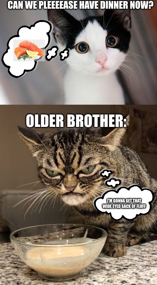 Sibling disagreement | CAN WE PLEEEEASE HAVE DINNER NOW? OLDER BROTHER:; I’M GONNA GET THAT WIDE EYED SACK OF FLUFF | image tagged in cats | made w/ Imgflip meme maker