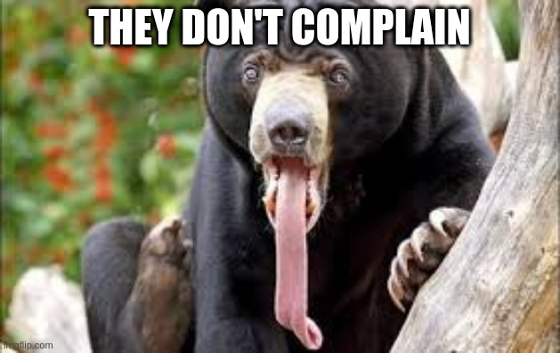 Bearlick | THEY DON'T COMPLAIN | image tagged in funny | made w/ Imgflip meme maker