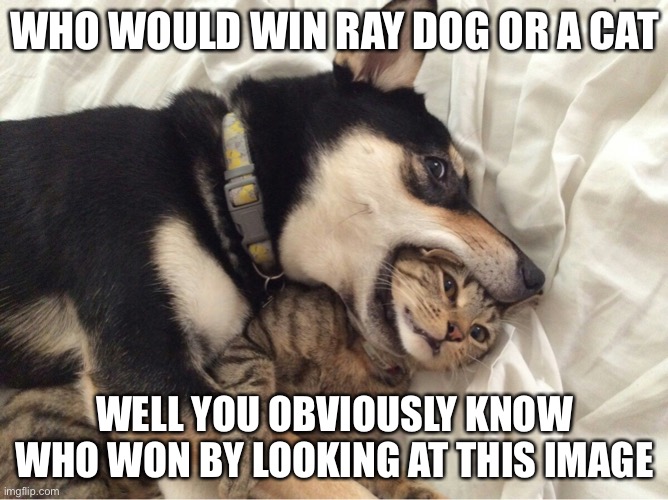 Dog VS Cat | WHO WOULD WIN RAY DOG OR A CAT; WELL YOU OBVIOUSLY KNOW WHO WON BY LOOKING AT THIS IMAGE | image tagged in dog vs cat | made w/ Imgflip meme maker
