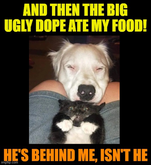 AND THEN THE BIG UGLY DOPE ATE MY FOOD! HE'S BEHIND ME, ISN'T HE | image tagged in cats,funny cats,dogs,pets,funny dogs,whoops | made w/ Imgflip meme maker
