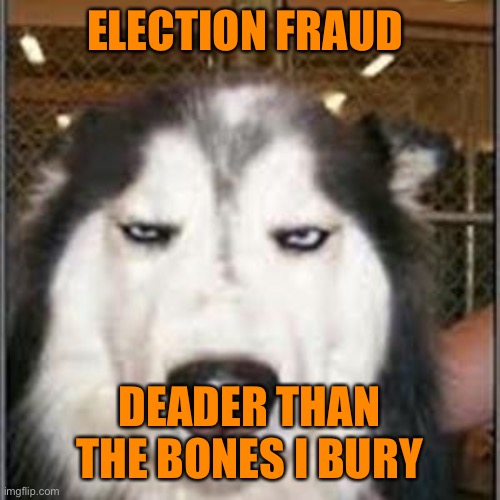 original pissed off husky | ELECTION FRAUD DEADER THAN THE BONES I BURY | image tagged in original pissed off husky | made w/ Imgflip meme maker