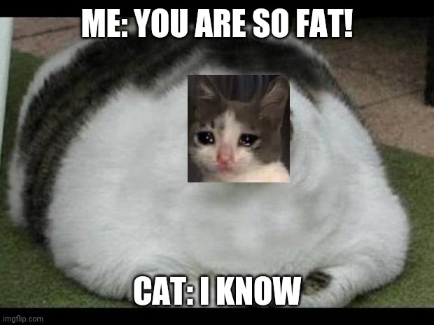 I know | ME: YOU ARE SO FAT! CAT: I KNOW | image tagged in fat cat 2 | made w/ Imgflip meme maker