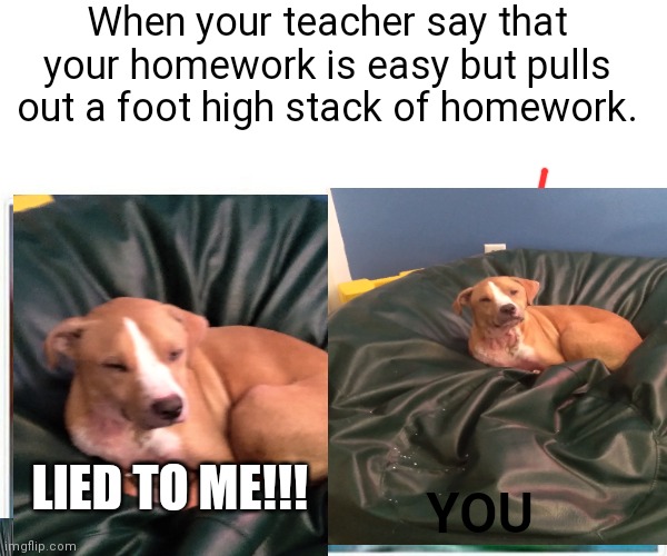 You lied to berry. | When your teacher say that your homework is easy but pulls out a foot high stack of homework. YOU; LIED TO ME!!! | image tagged in dogs | made w/ Imgflip meme maker