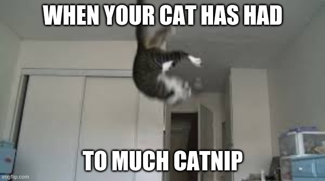 when your cat has to much catnip | WHEN YOUR CAT HAS HAD; TO MUCH CATNIP | image tagged in cats,crazy | made w/ Imgflip meme maker