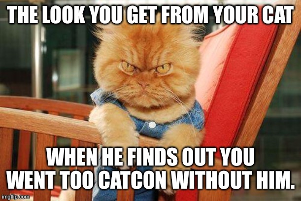 mad cat | THE LOOK YOU GET FROM YOUR CAT; WHEN HE FINDS OUT YOU WENT TOO CATCON WITHOUT HIM. | image tagged in mad cat | made w/ Imgflip meme maker