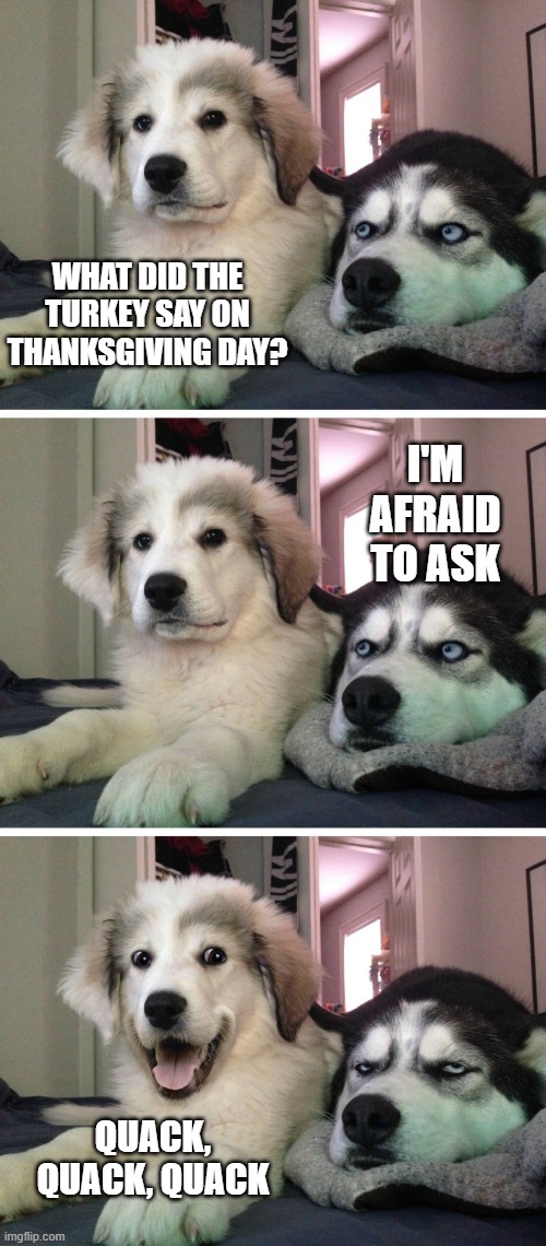 Bad pun dogs | WHAT DID THE TURKEY SAY ON THANKSGIVING DAY? I'M AFRAID TO ASK; QUACK, QUACK, QUACK | image tagged in bad pun dogs | made w/ Imgflip meme maker