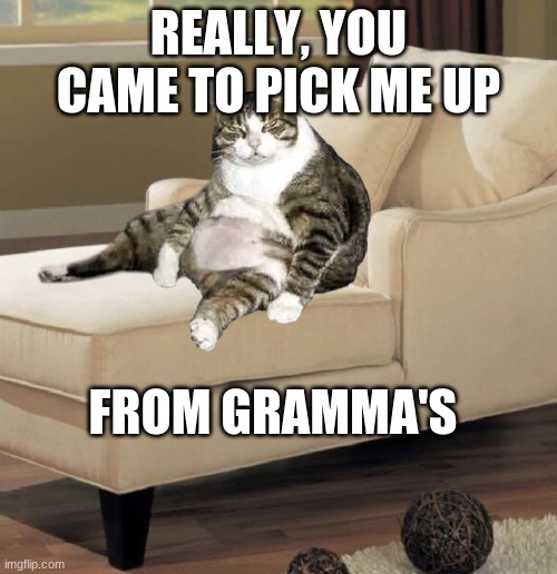 Fat Cat On Lounge Chair | REALLY, YOU CAME TO PICK ME UP; FROM GRAMMA'S | image tagged in fat cat on lounge chair | made w/ Imgflip meme maker