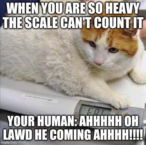 Fat Cat | WHEN YOU ARE SO HEAVY THE SCALE CAN'T COUNT IT; YOUR HUMAN: AHHHHH OH LAWD HE COMING AHHHH!!!! | image tagged in fat cat | made w/ Imgflip meme maker