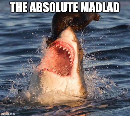 Travelonshark | THE ABSOLUTE MADLAD | image tagged in memes,travelonshark | made w/ Imgflip meme maker